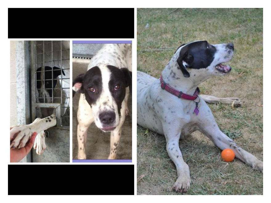 Clara One Of Our Christmas Miracles’, She Has Found Her Forever Home