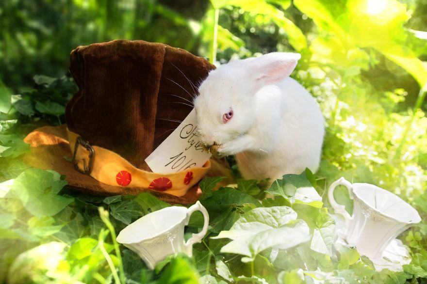 Animals Rescued From Labs Become Magic Models In Alice-In-Wonderland Photoshoot