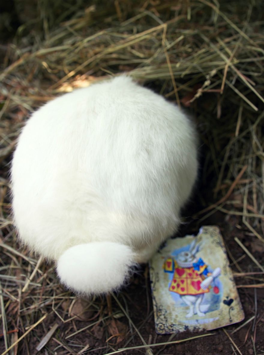 Animals Rescued From Labs Become Magic Models In Alice-In-Wonderland Photoshoot Animals Rescued From Labs Become Magic Models In Alice-In-Wonderland Photoshoot
