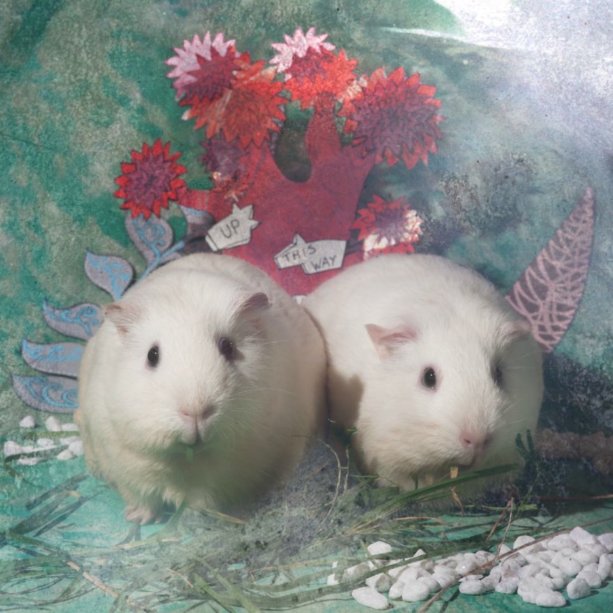 Animals Rescued From Labs Become Magic Models In Alice-In-Wonderland Photoshoot