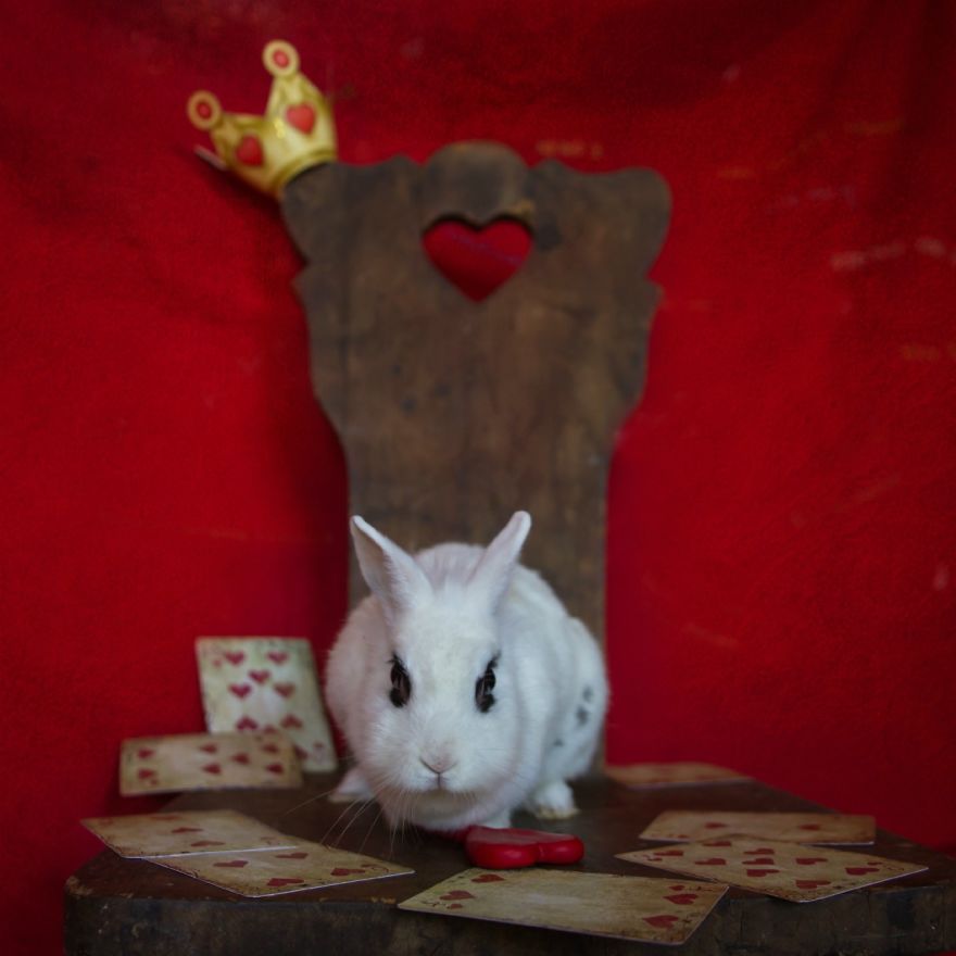 Animals Rescued From Labs Become Magic Models In Alice-In-Wonderland Photoshoot Animals Rescued From Labs Become Magic Models In Alice-In-Wonderland Photoshoot