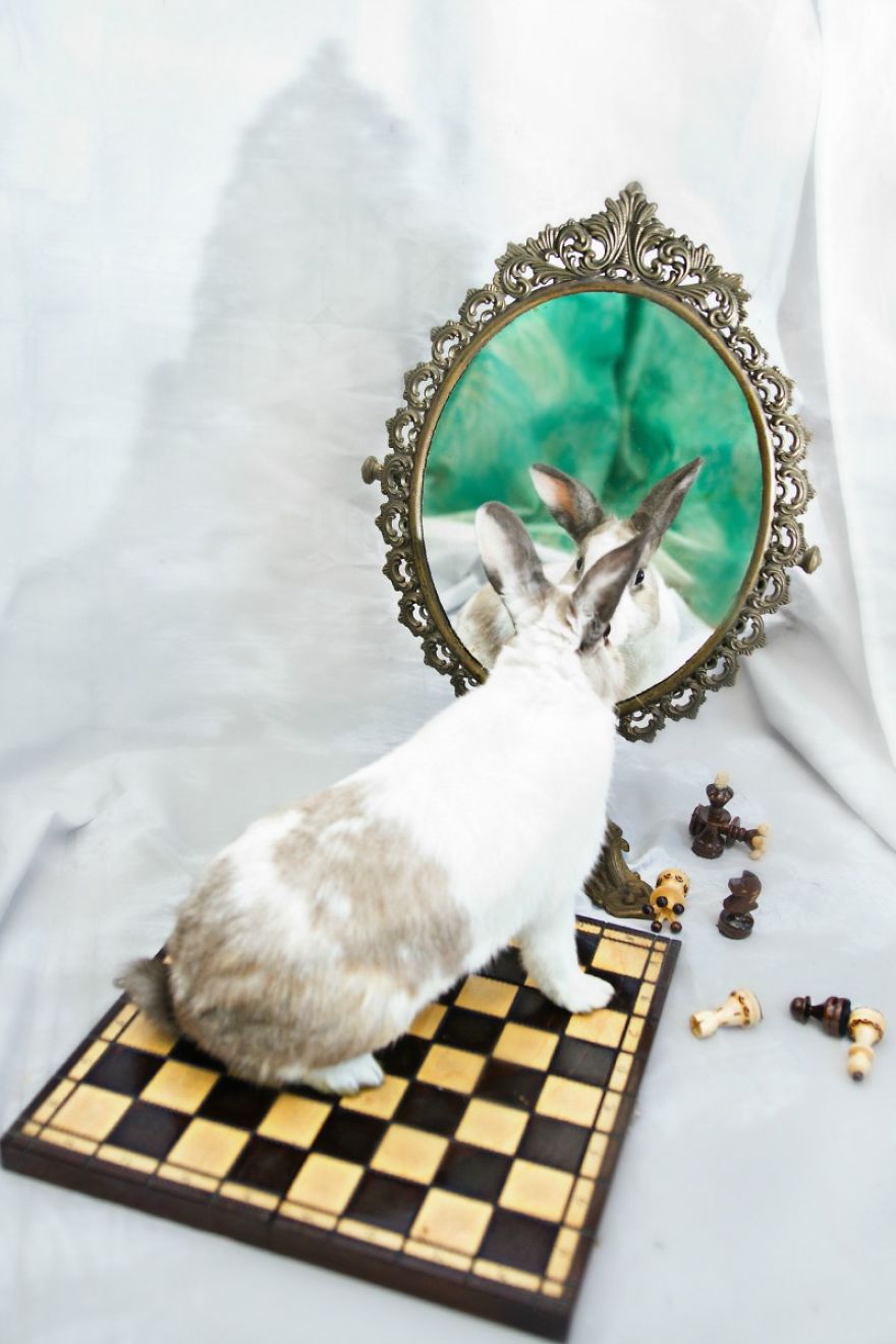 Animals Rescued From Labs Become Magic Models In Alice-In-Wonderland Photoshoot