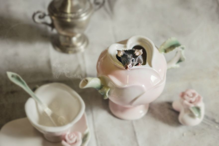 Animals Rescued From Labs Become Magic Models In Alice-In-Wonderland Photoshoot Animals Rescued From Labs Become Magic Models In Alice-In-Wonderland Photoshoot