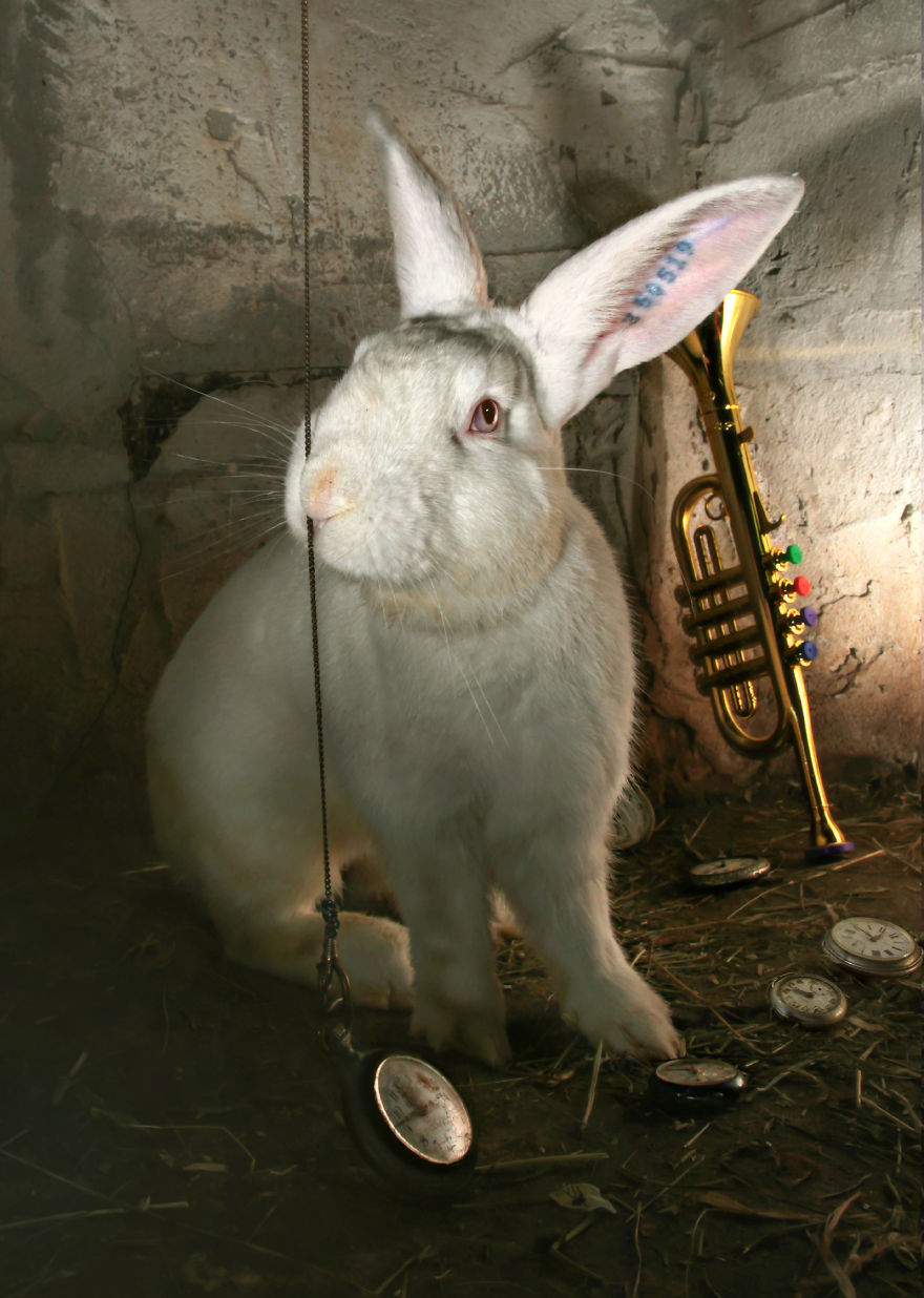 Animals Rescued From Labs Become Magic Models In Alice-In-Wonderland Photoshoot Animals Rescued From Labs Become Magic Models In Alice-In-Wonderland Photoshoot