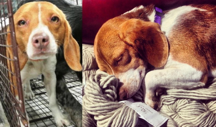 Abigail Potato: Rescued From Kentucky, Now A Goddess In Canada