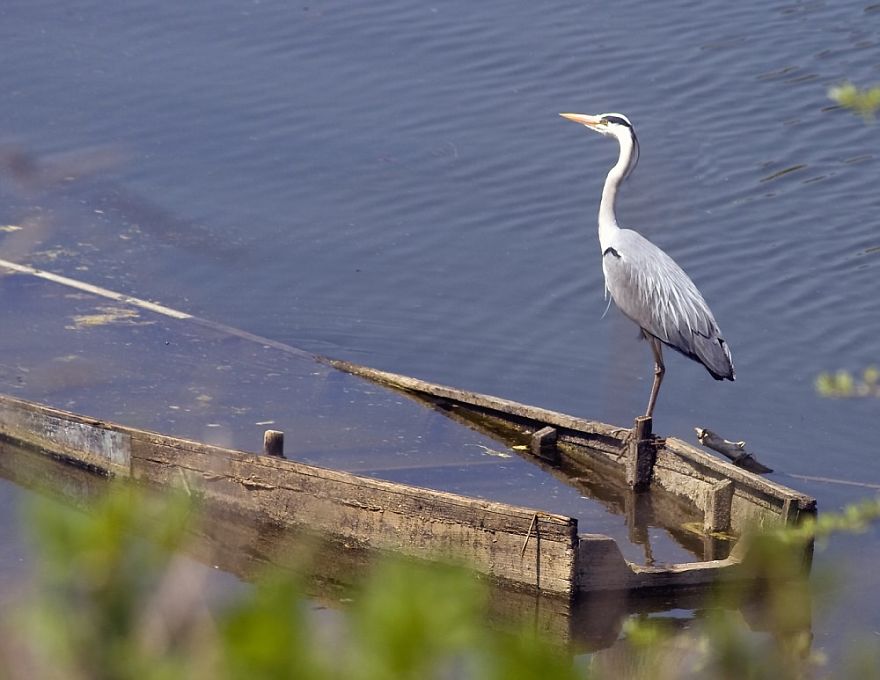 Lake Kerkini, Greece