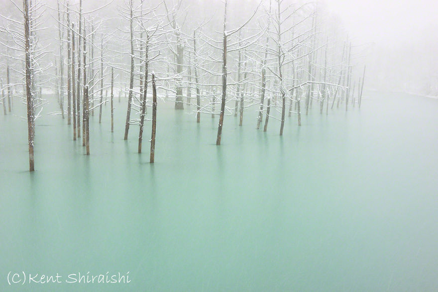 Green Frozen Pond,hokkaido