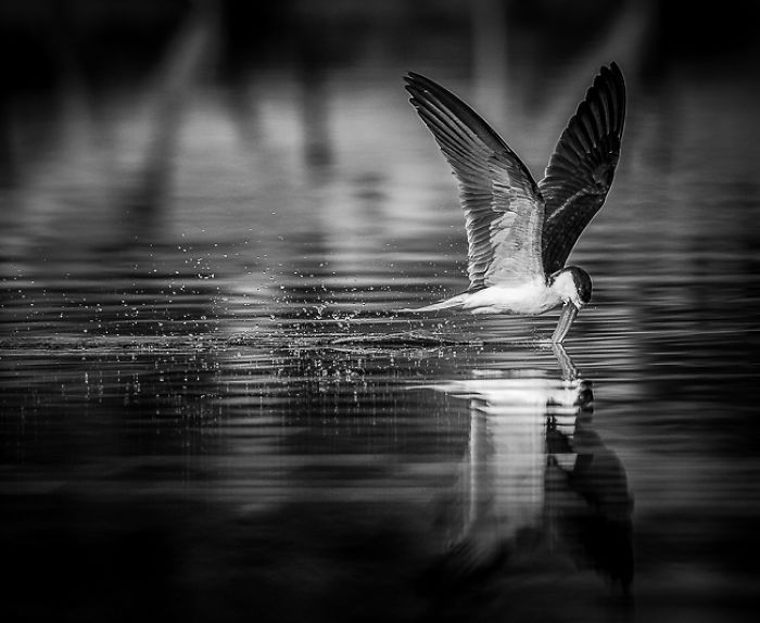 African Wildlife In Black And White African Wildlife In Black And White