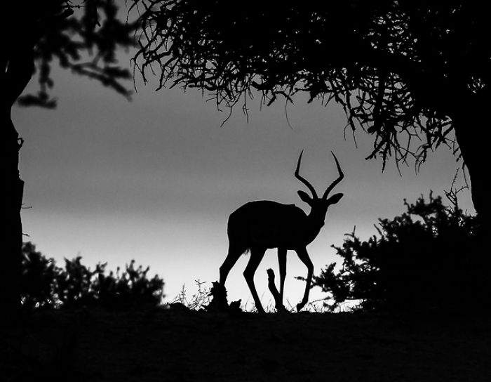 African Wildlife In Black And White African Wildlife In Black And White