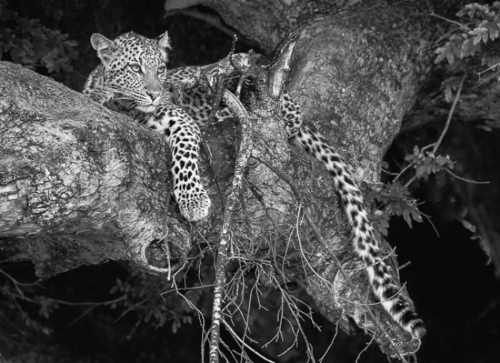 African Wildlife In Black And White