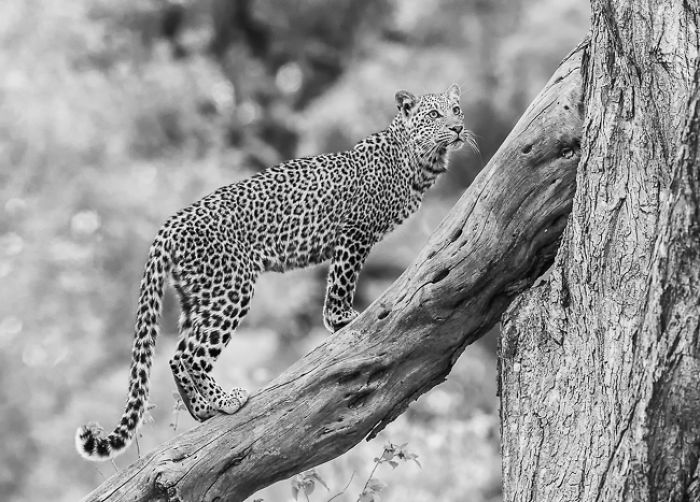 African Wildlife In Black And White African Wildlife In Black And White