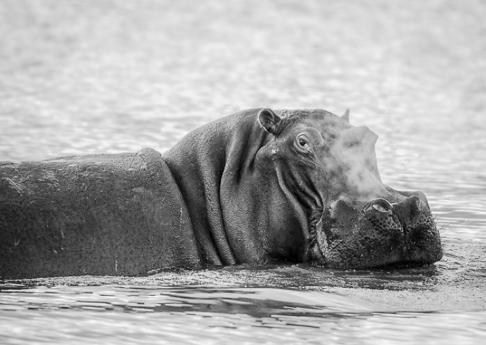 African Wildlife In Black And White African Wildlife In Black And White