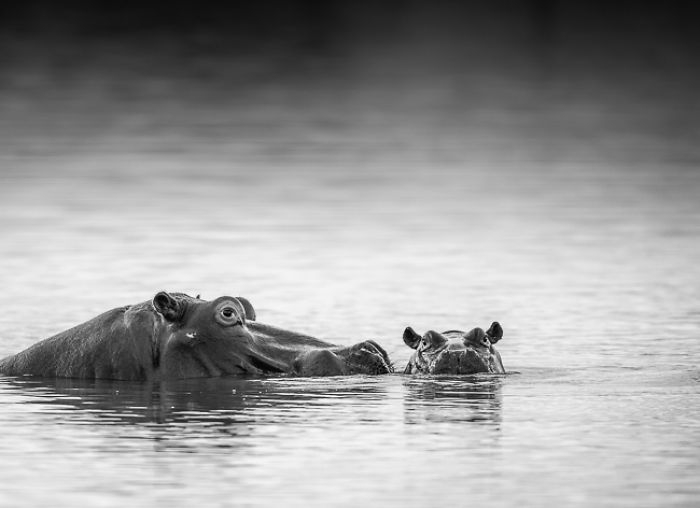 African Wildlife In Black And White