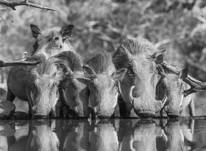 African Wildlife In Black And White African Wildlife In Black And White