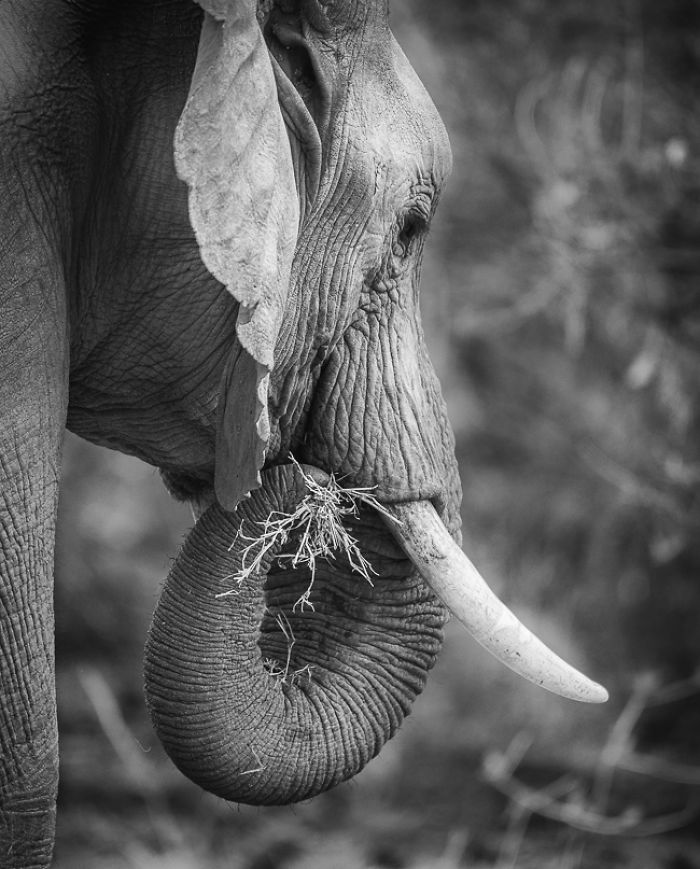African Wildlife In Black And White African Wildlife In Black And White