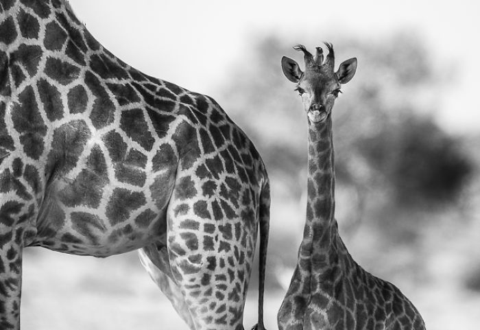 African Wildlife In Black And White African Wildlife In Black And White