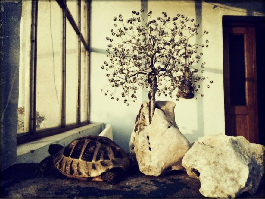 Fast Turtle And Rocks