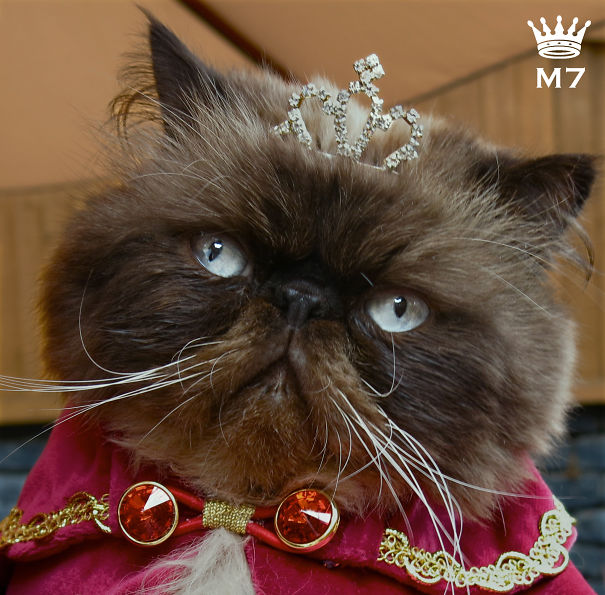 Bear Boy! The Cheese Addict 'king'