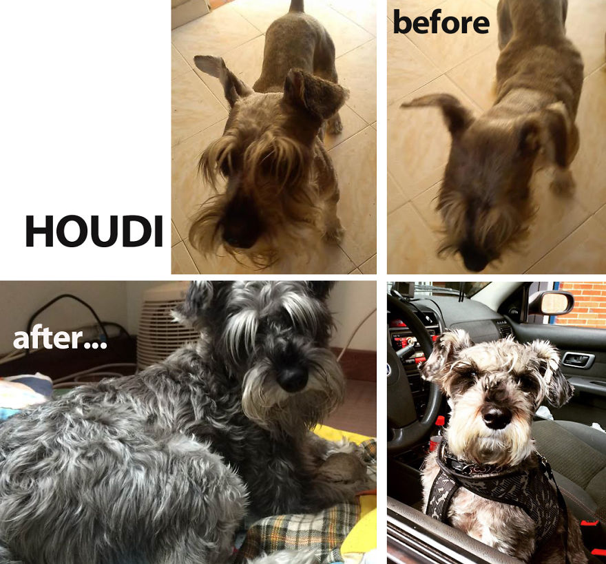 Houdini, Rescued From Abuse. Now Is Our Greatest Love.