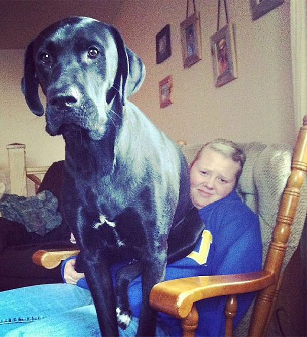 Dog Doesn't Know How Big It Is