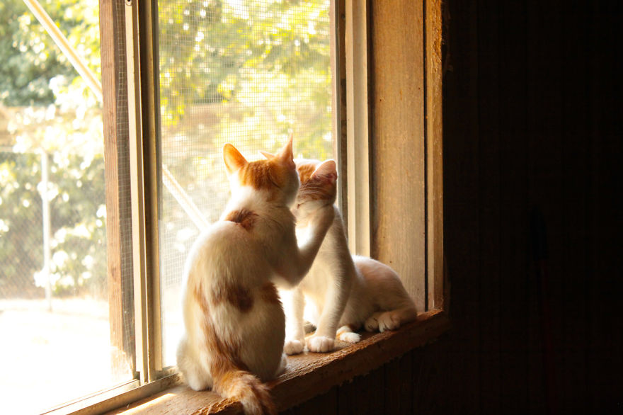 Every Week I Photograph Cats At The Largest No-kill Cat Sanctuary In California (700+ Cats) Every Week I Photograph Cats At The Largest No-kill Cat Sanctuary In California (700+ Cats)