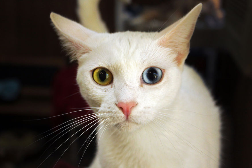 Every Week I Photograph Cats At The Largest No-kill Cat Sanctuary In California (700+ Cats) Every Week I Photograph Cats At The Largest No-kill Cat Sanctuary In California (700+ Cats)