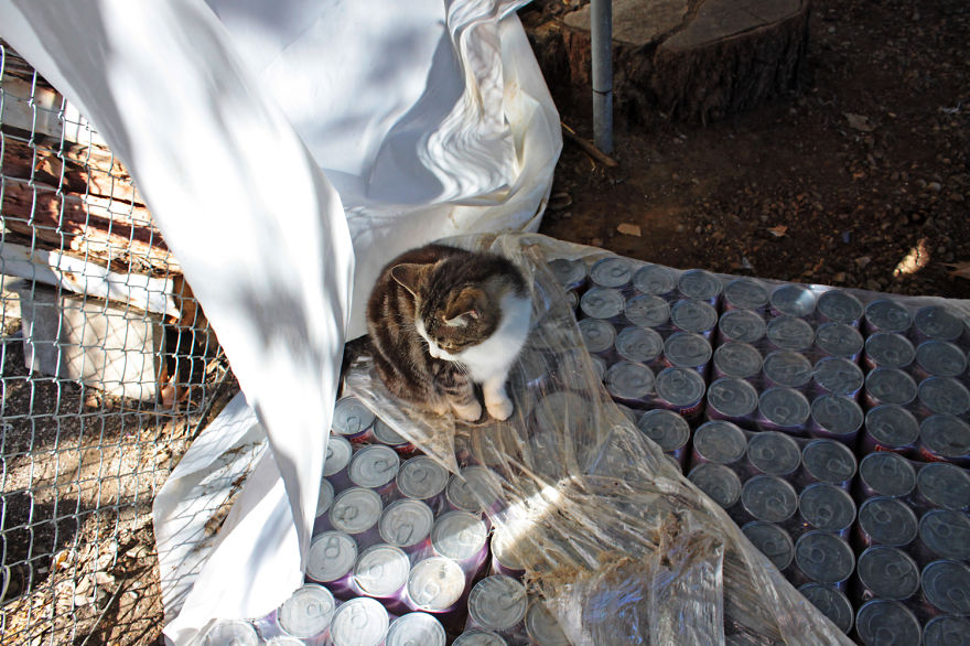 Every Week I Photograph Cats At The Largest No-kill Cat Sanctuary In California (700+ Cats) Every Week I Photograph Cats At The Largest No-kill Cat Sanctuary In California (700+ Cats)
