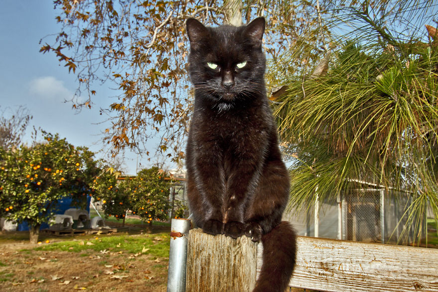 Every Week I Photograph Cats At The Largest No-kill Cat Sanctuary In California (700+ Cats) Every Week I Photograph Cats At The Largest No-kill Cat Sanctuary In California (700+ Cats)