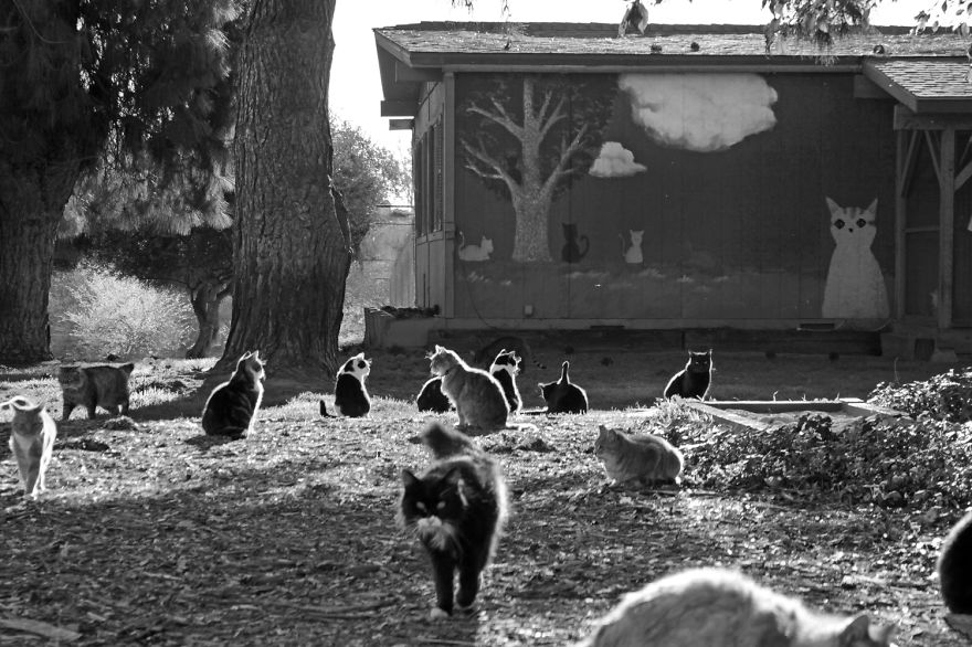 Every Week I Photograph Cats At The Largest No-kill Cat Sanctuary In California (700+ Cats) Every Week I Photograph Cats At The Largest No-kill Cat Sanctuary In California (700+ Cats)