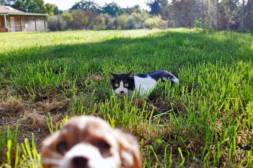 Every Week I Photograph Cats At The Largest No-kill Cat Sanctuary In California (700+ Cats) Every Week I Photograph Cats At The Largest No-kill Cat Sanctuary In California (700+ Cats)
