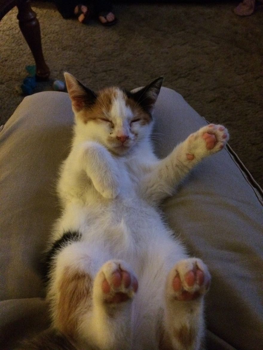 Maya When We Got Her Ad A Few Months Later