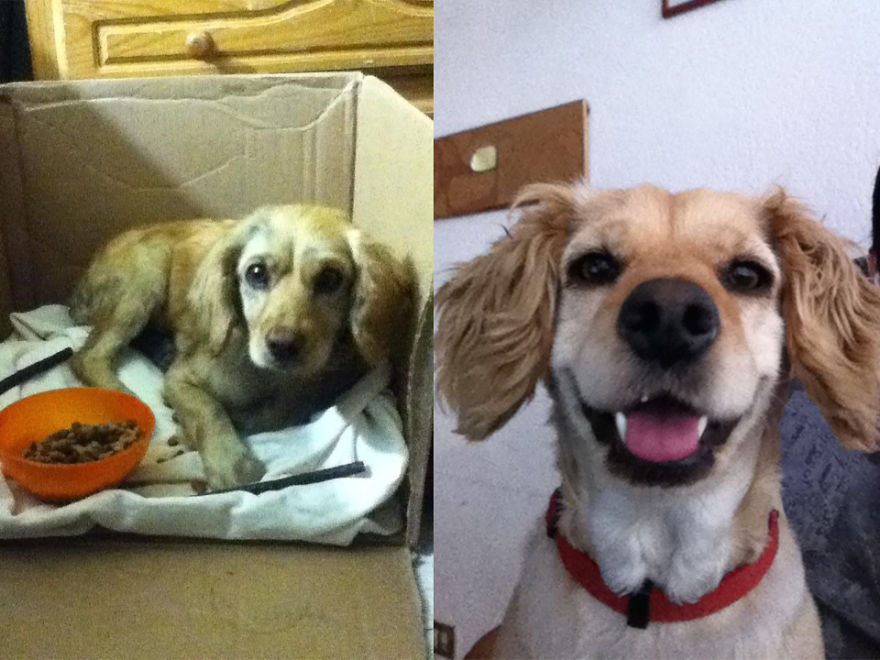 Sheena Got Run Over A Car, Her Hip Broke, Now She Loves To Run And Jump, She's Very Grateful.