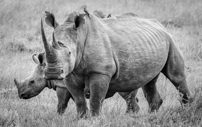 African Wildlife In Black And White African Wildlife In Black And White