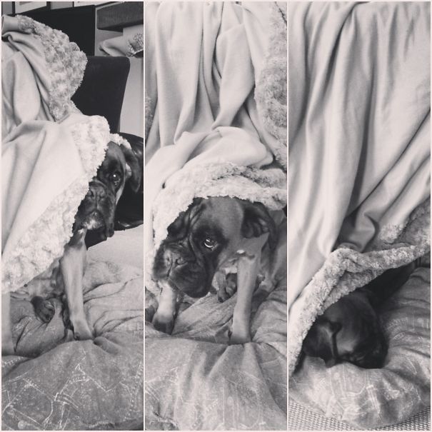 Galena The Boxer Fluffy Hideout