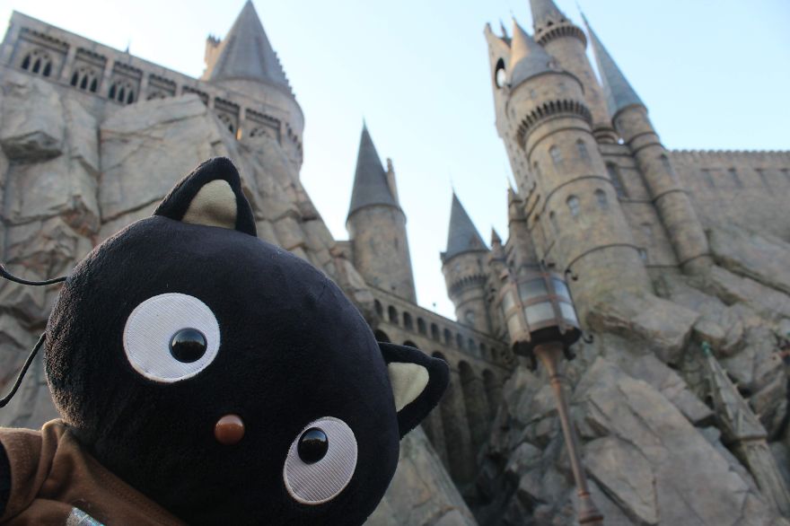 Meet Choco Cat: The Most Well-Traveled Kitty With His Own Passpurr