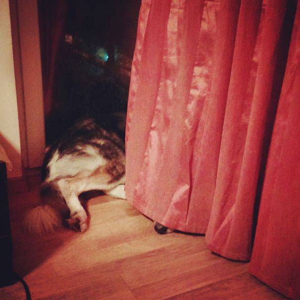 His Favorite Place To Sleep