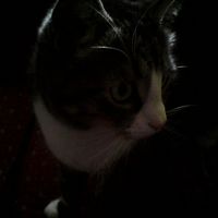 denise_lapointe_14 avatar