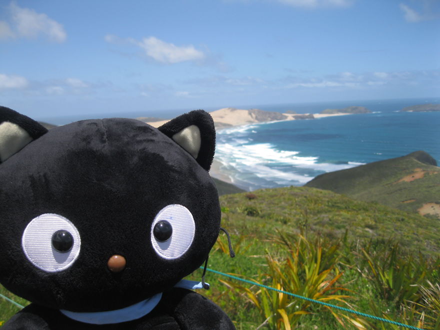 Meet Choco Cat: The Most Well-Traveled Kitty With His Own Passpurr