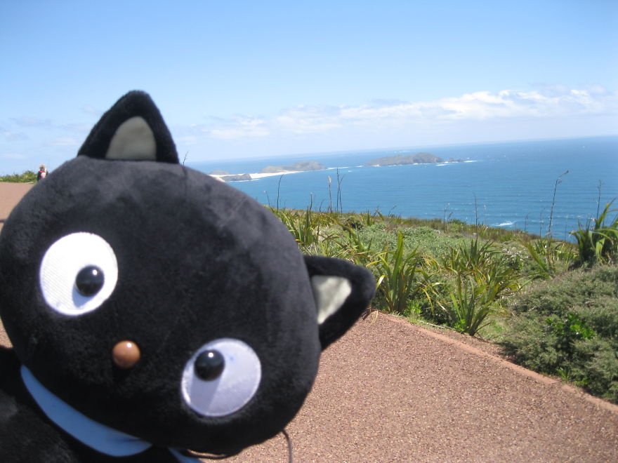 Meet Choco Cat: The Most Well-Traveled Kitty With His Own Passpurr