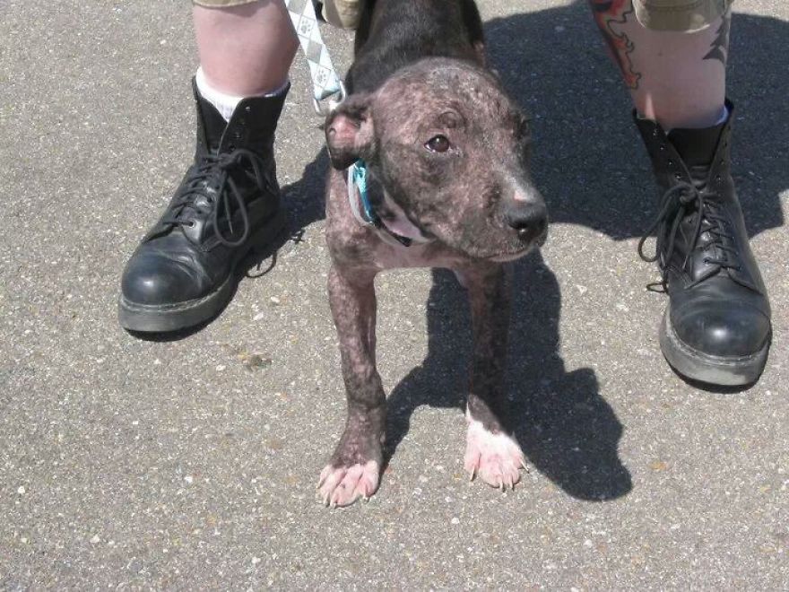 Pretty Just Out Of Miami Dade Shelter