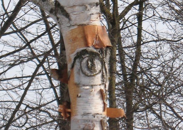Big Birch Brother´s Watching You!