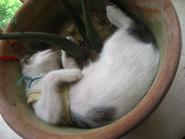 When You Can't Find The Kitten...