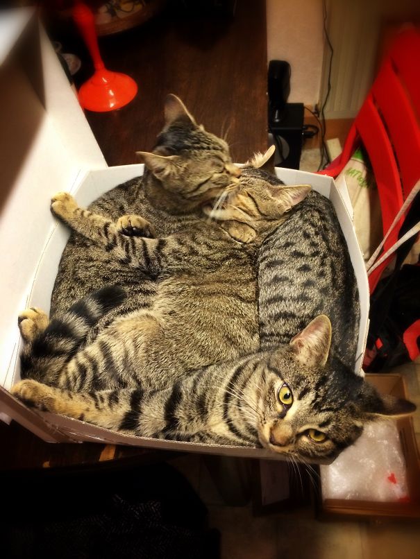 What Do You Mean "get Out So I Can Throw Away The Box"? We're Not Leaving Here E-v-e-r!