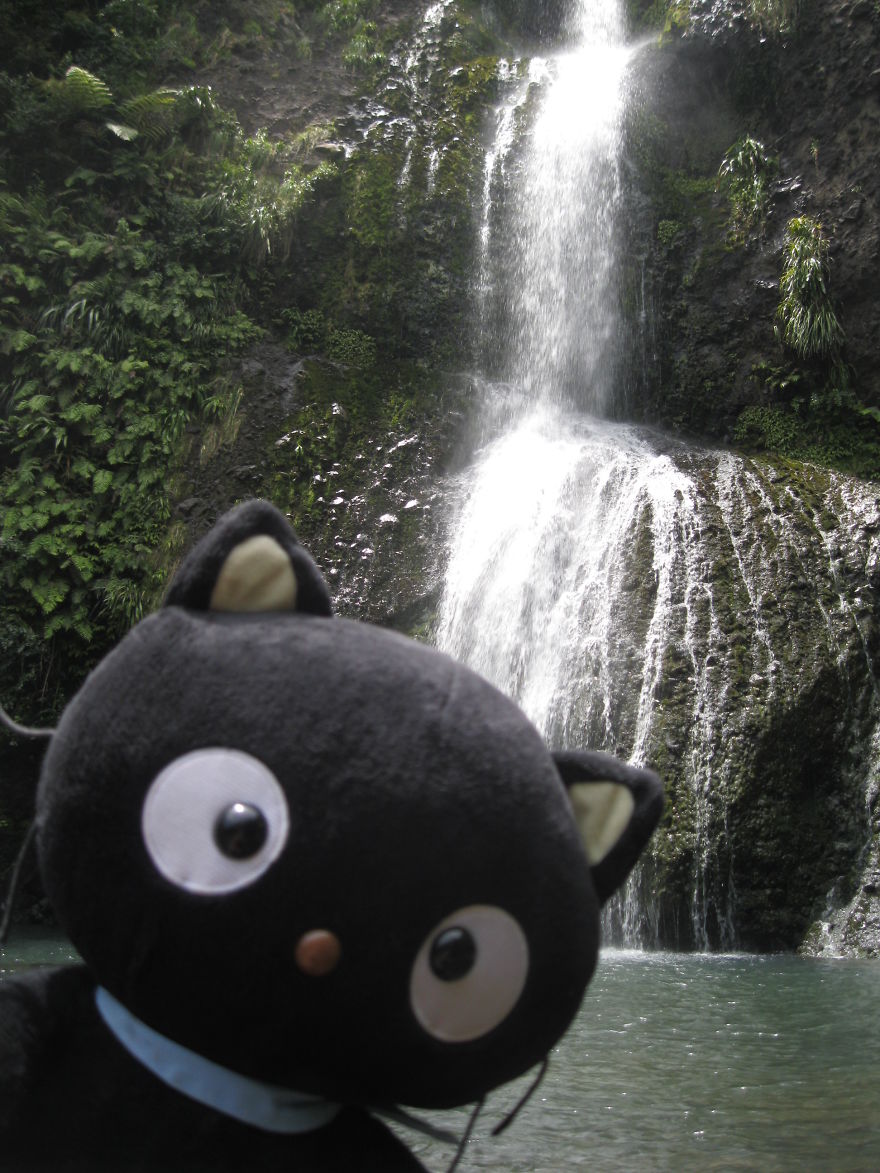 Meet Choco Cat: The Most Well-Traveled Kitty With His Own Passpurr