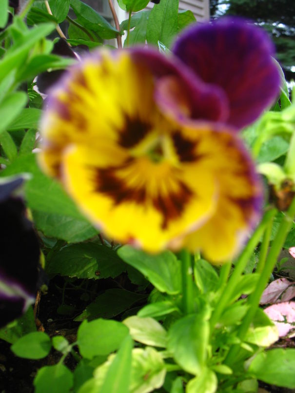 I See Your Face In Every Flower.....