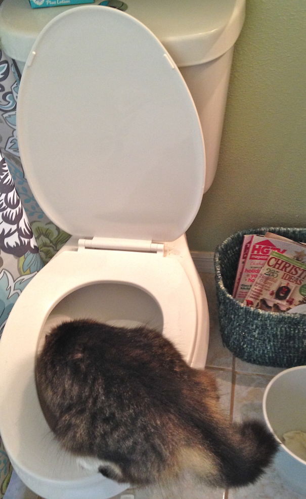 Well, The Dog Isn't Always Wrong. This Is A Good Place For A Cold Drink.