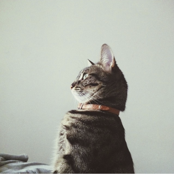 Like A Boss! (her Royal Highness-queen Maru I)