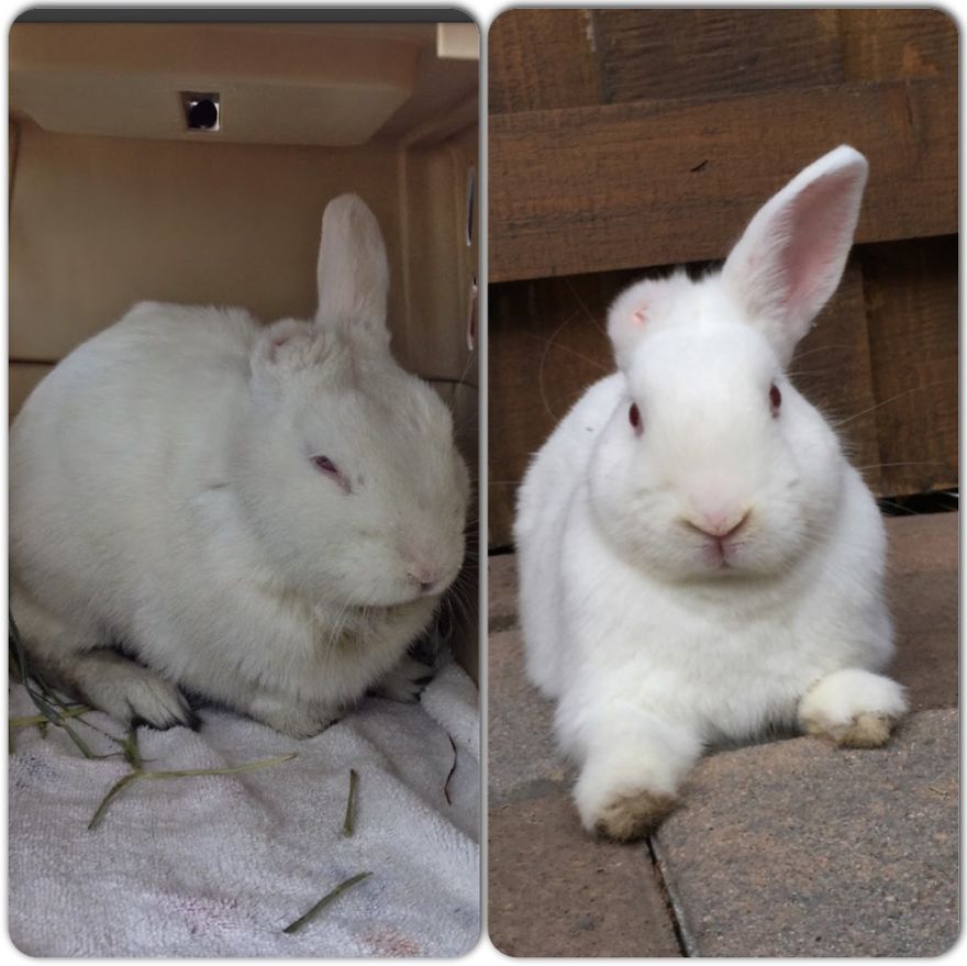 Blanco - The Day We Got Him From The Shelter....then After Lots Of Love!