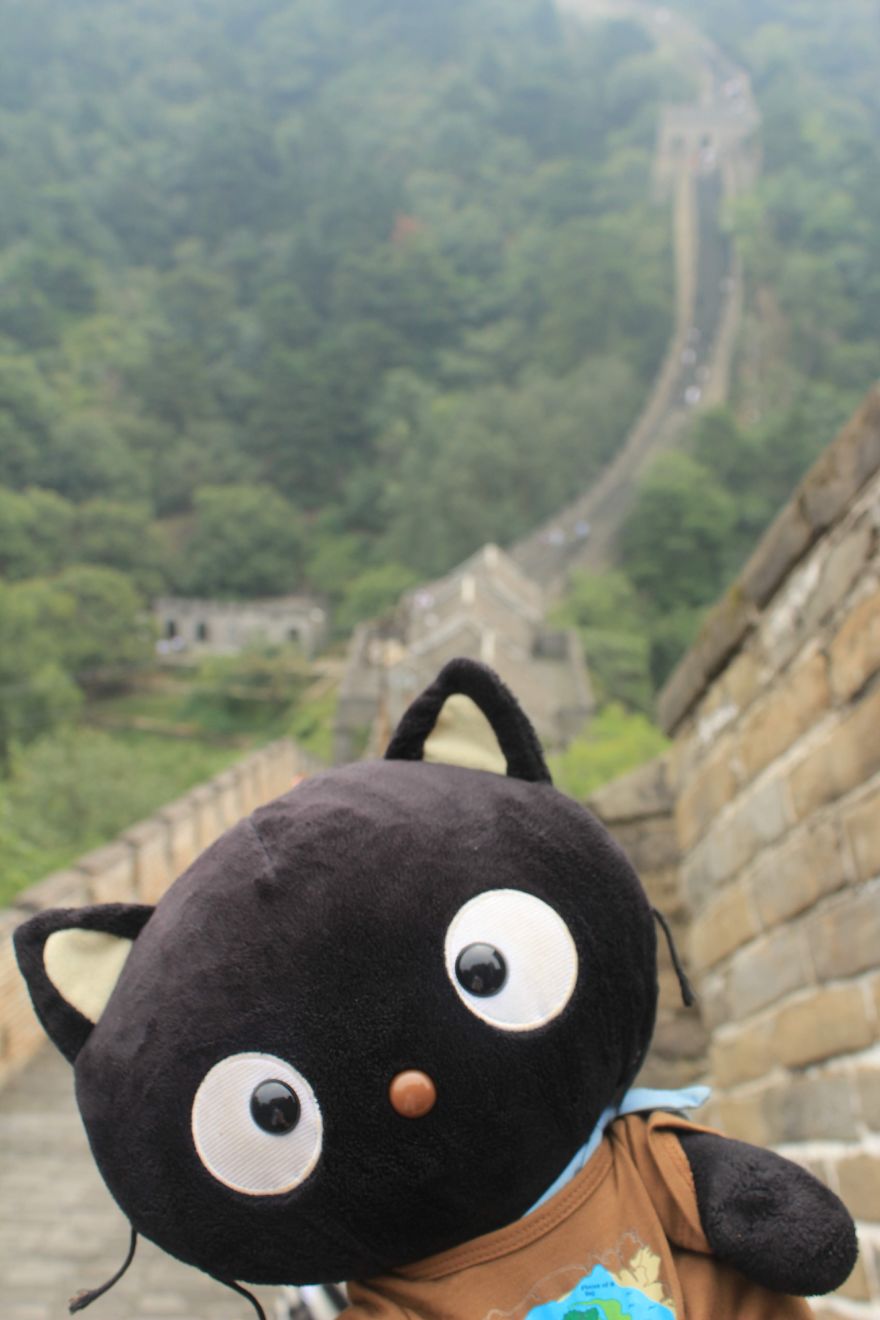 Meet Choco Cat: The Most Well-Traveled Kitty With His Own Passpurr