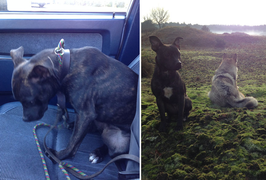 Iggi's Transformation... About A Month And A Half Later :)